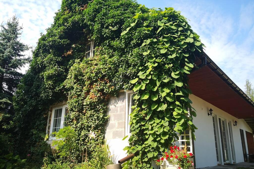 Lawenda I Bluszcz Appartement Jankowice  Buitenkant foto